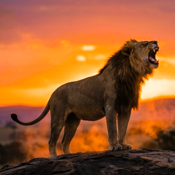 lion roaring in sunset
